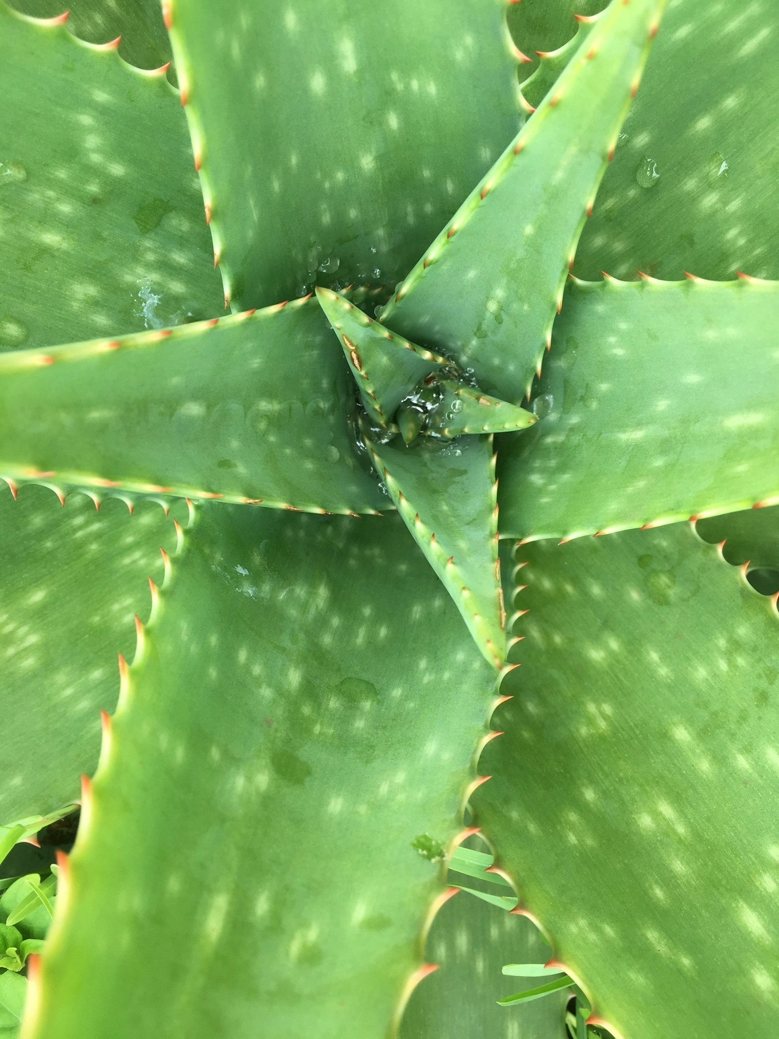 A focused glimpse into nature’s pharmacy: aloe vera, time-honored and clinically revisited, featured as a core player in the debate around natural acne treatments.