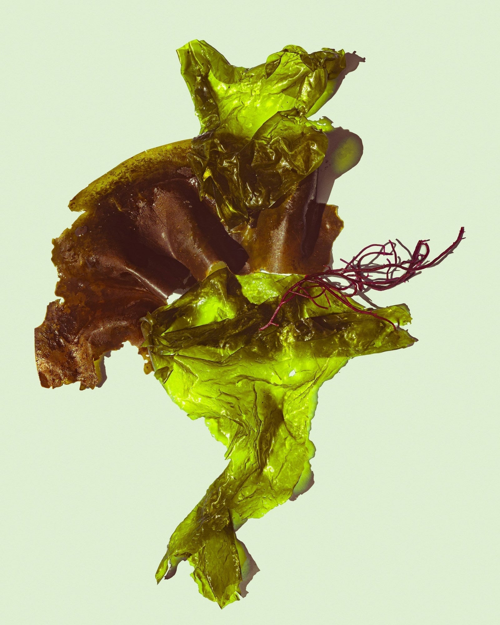 Seaweed captured in detail — symbolizing Exoceuticals®’ fusion of biotechnology and sustainably sourced natural ingredients.