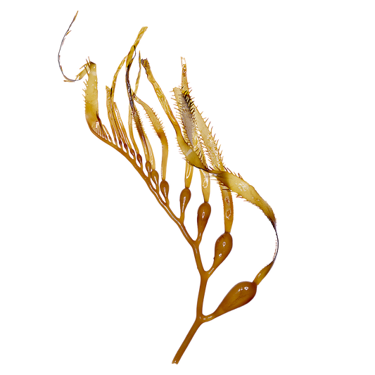 A seaweed strand used in natural skincare — symbolizing Exoceuticals®’ sustainable ingredient choices in anti-aging formulations.