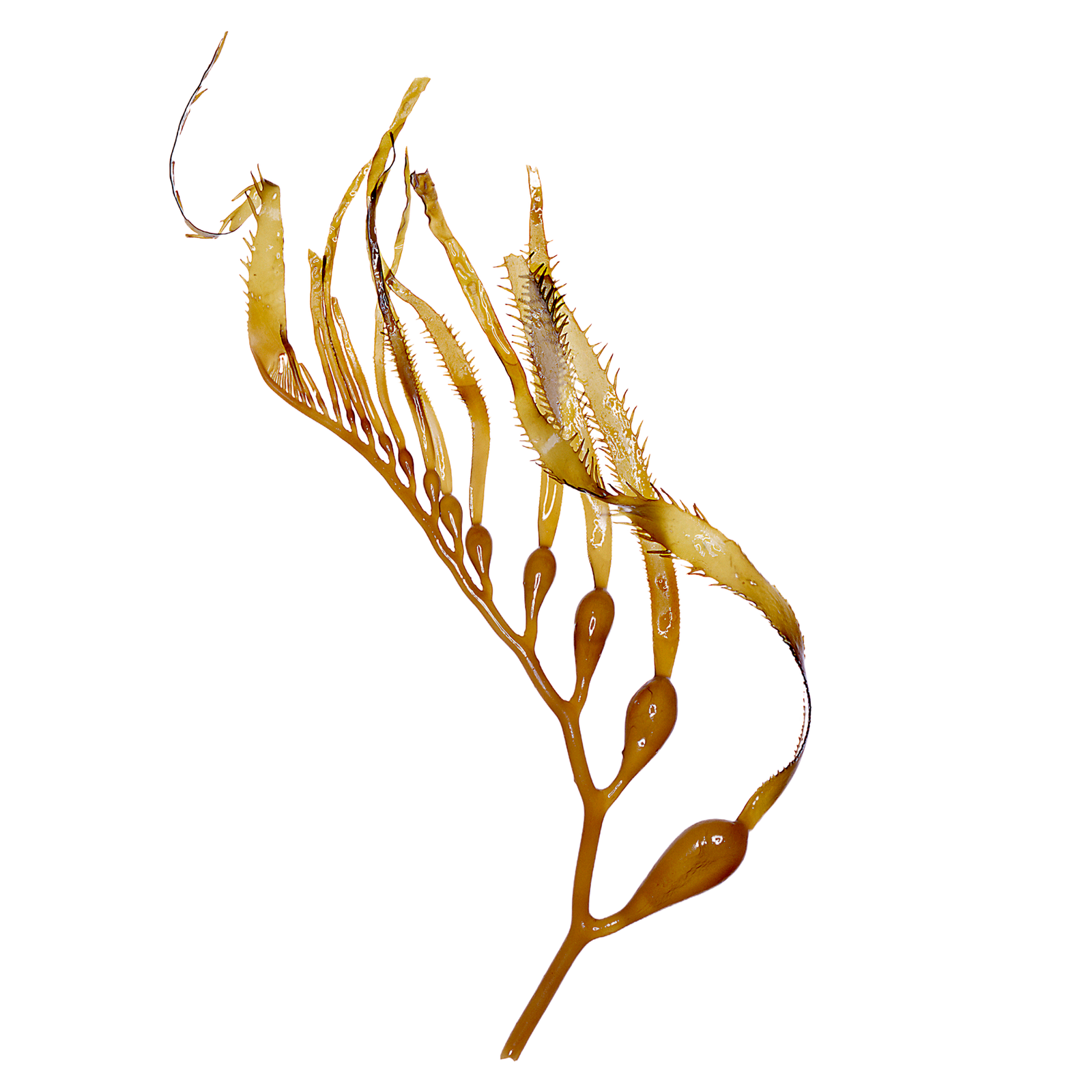 A seaweed strand used in natural skincare — symbolizing Exoceuticals®’ sustainable ingredient choices in anti-aging formulations.